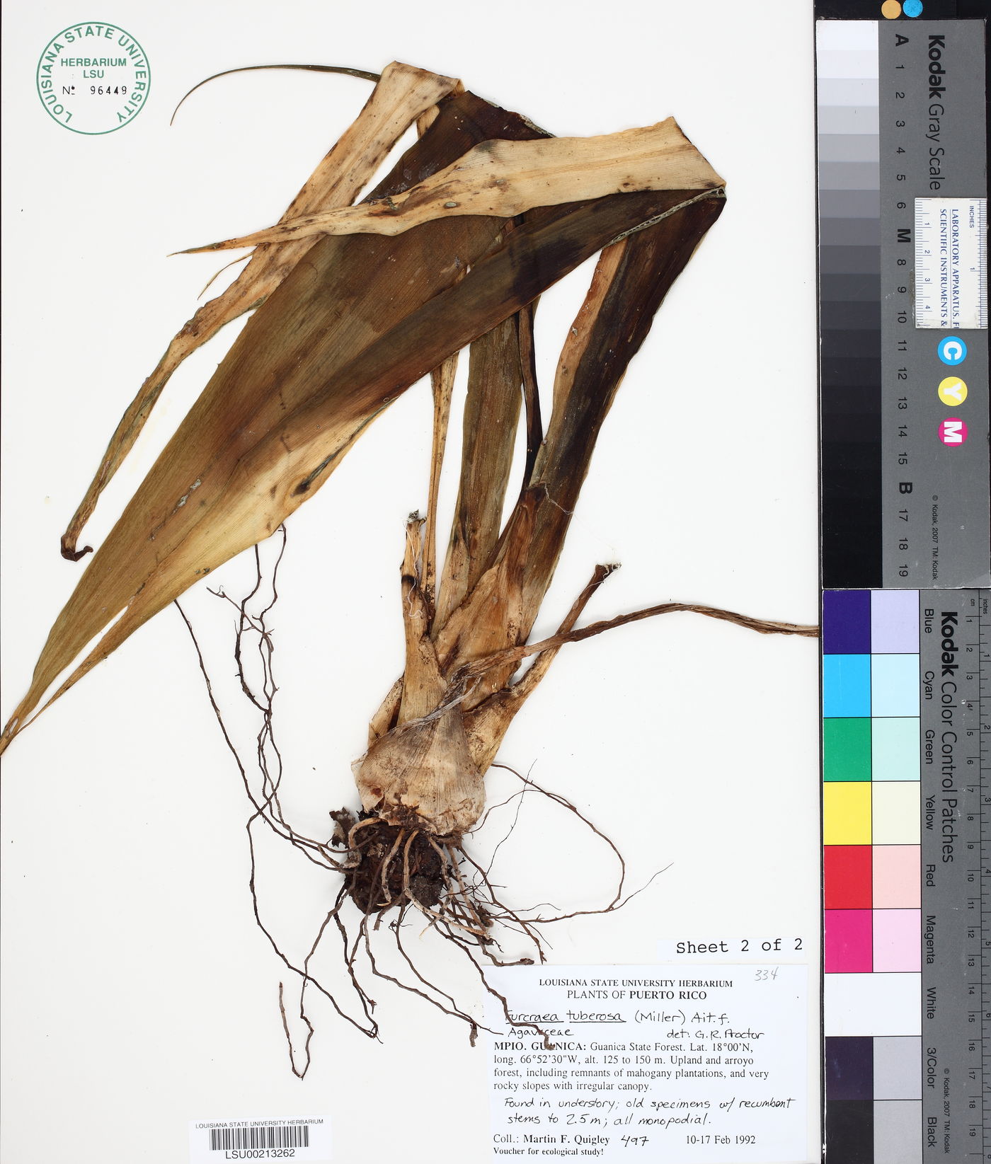 Furcraea tuberosa image