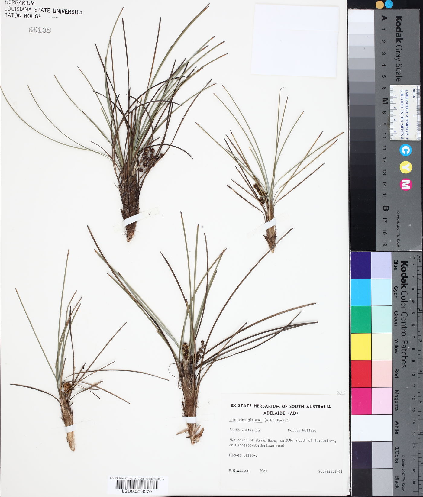 Lomandra glauca image