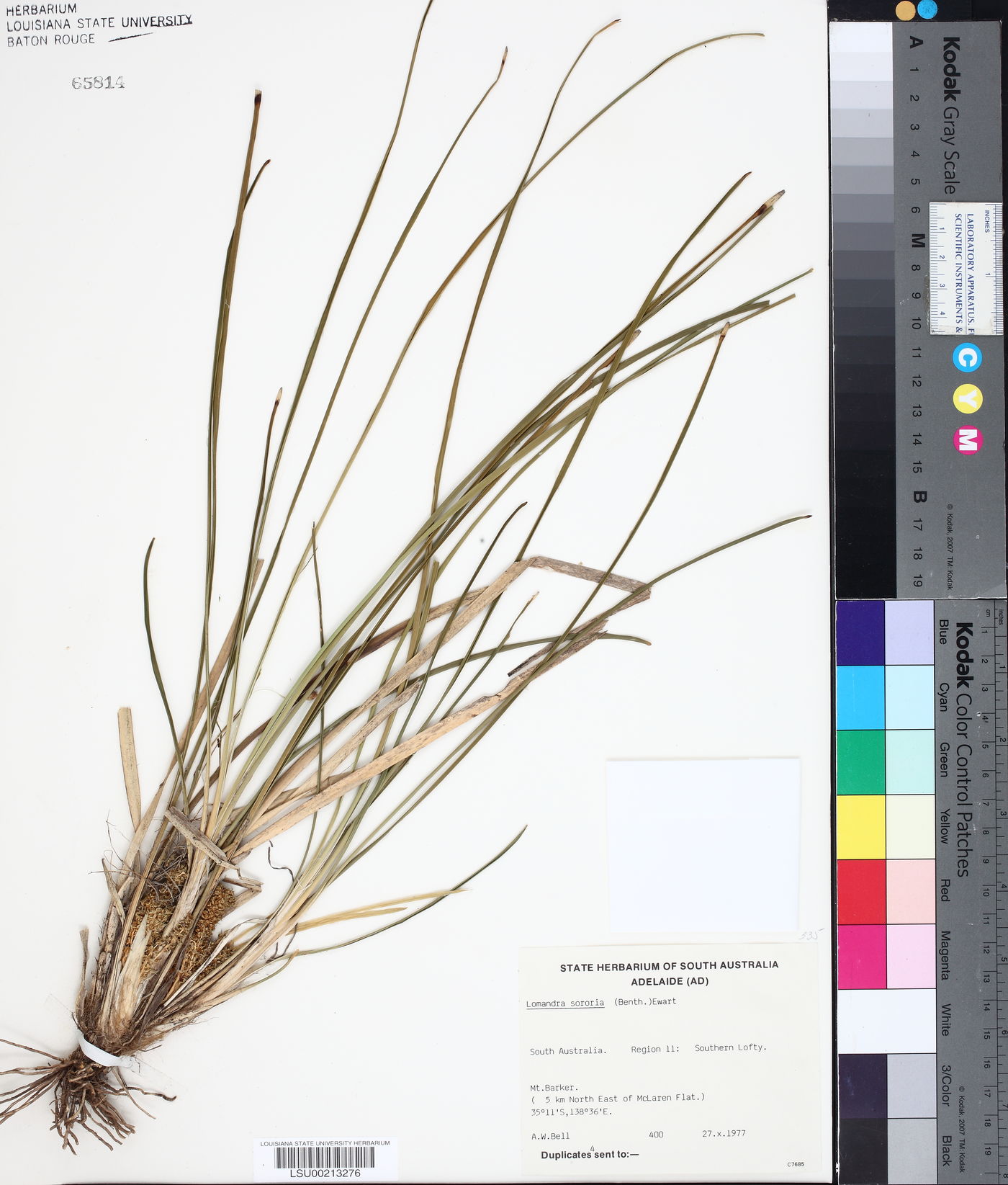 Lomandra sororia image