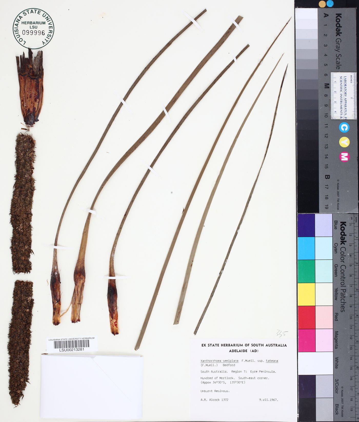 Xanthorrhoea semiplana image