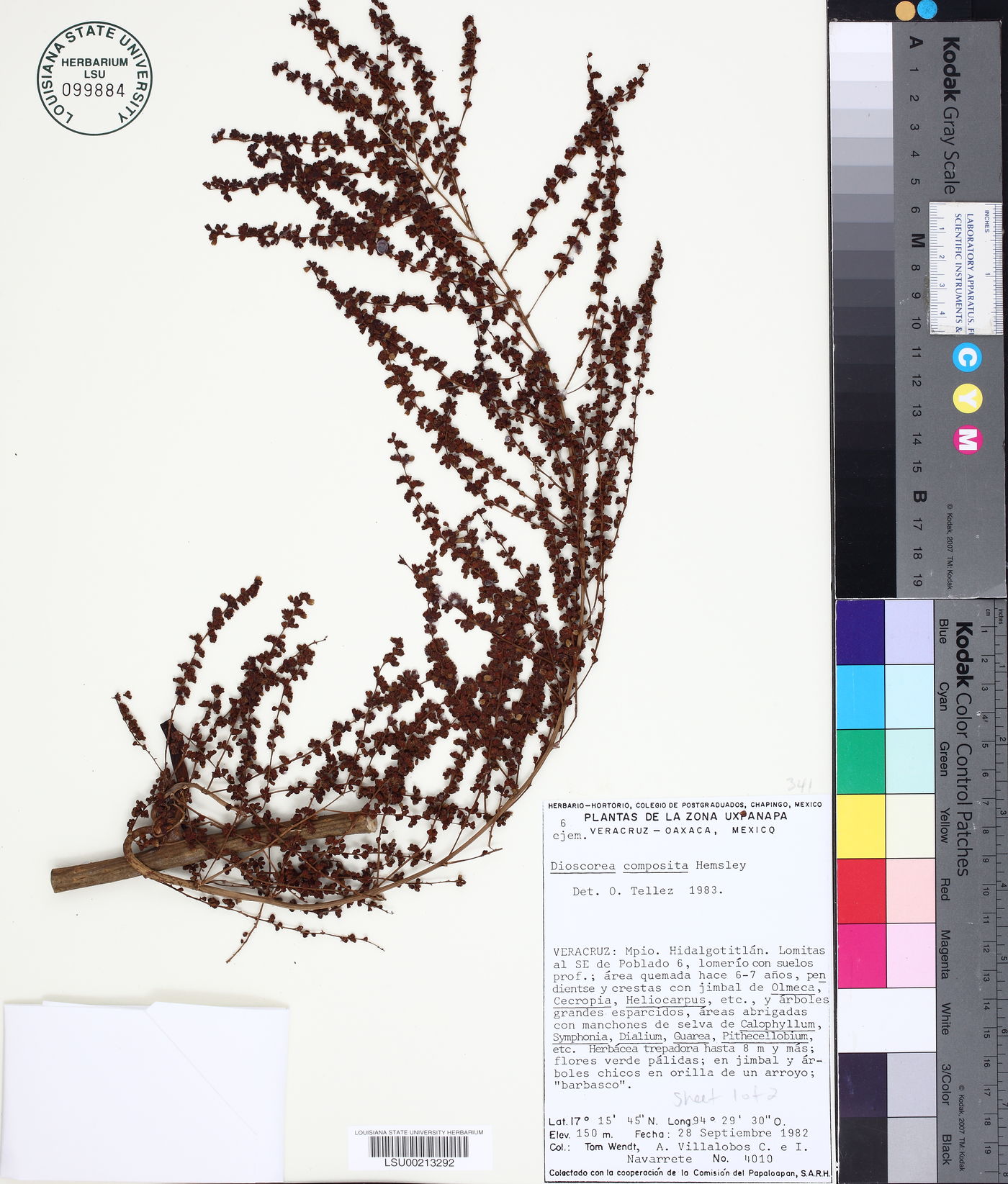 Dioscorea composita image