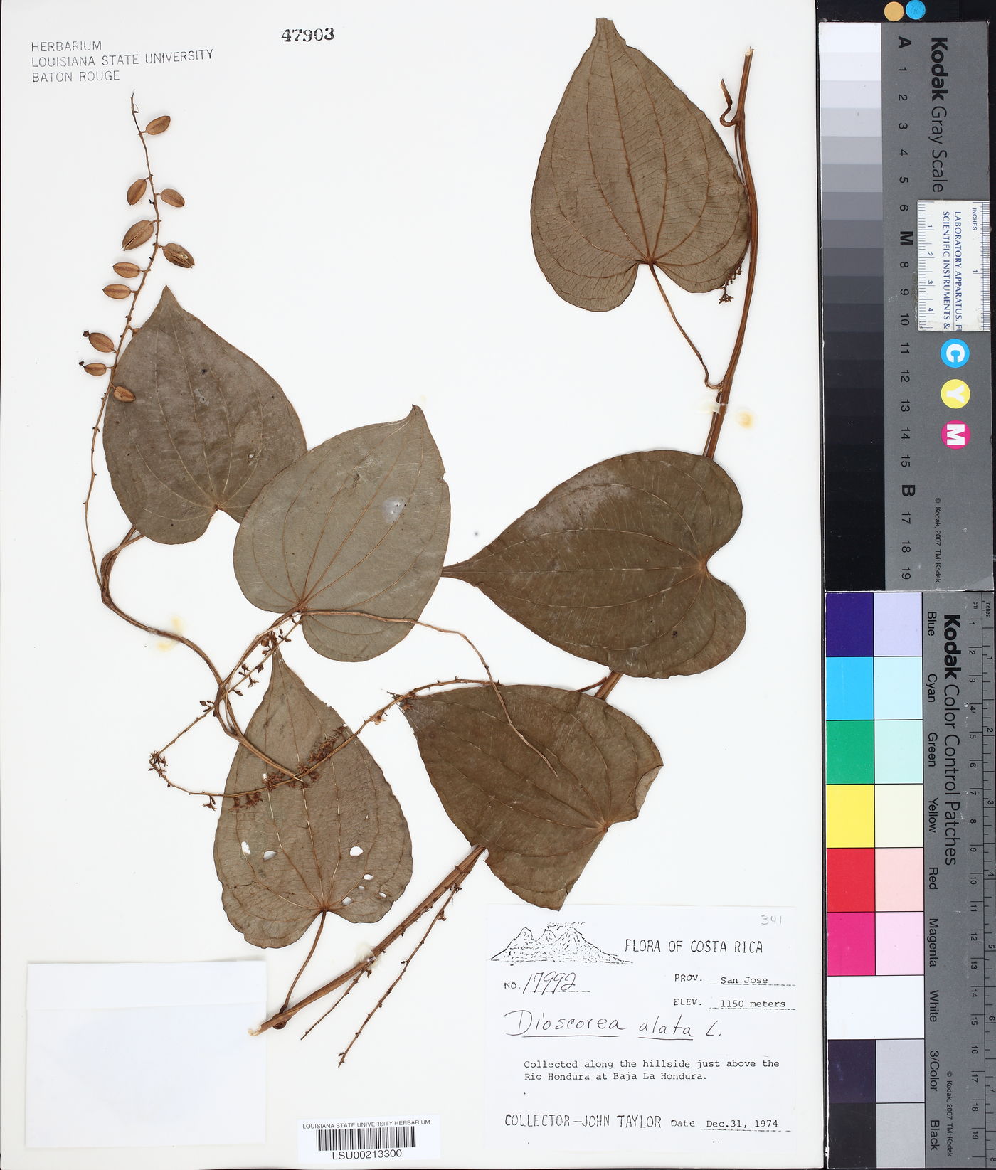 Dioscorea alata image