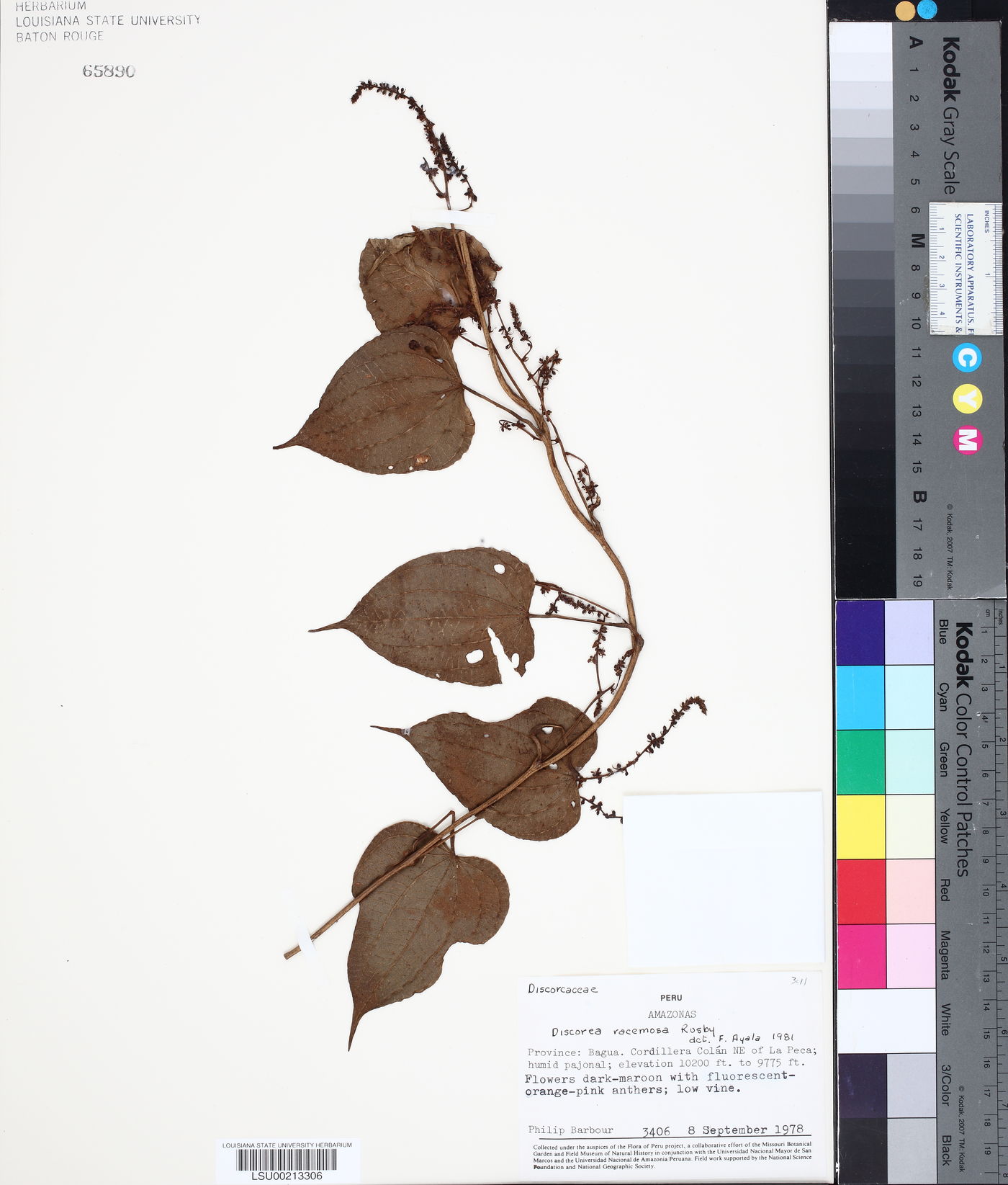 Dioscorea racemosa image