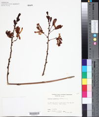 Guarianthe aurantiaca image