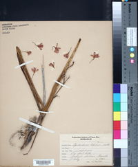 Image of Epidendrum bifidum