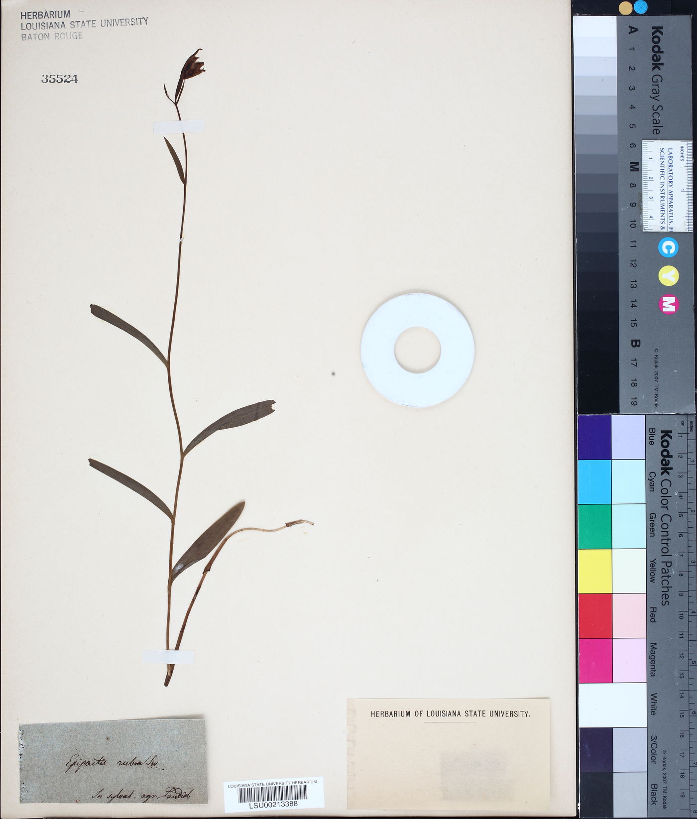 Cephalanthera rubra image