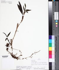 Image of Maxillaria jamesonii