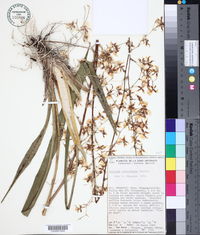 Oncidium sphacelatum image