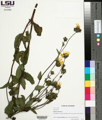 Silphium radula image