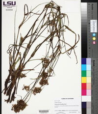 Tradescantia hirsutiflora image