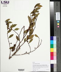 Lyonia lucida image