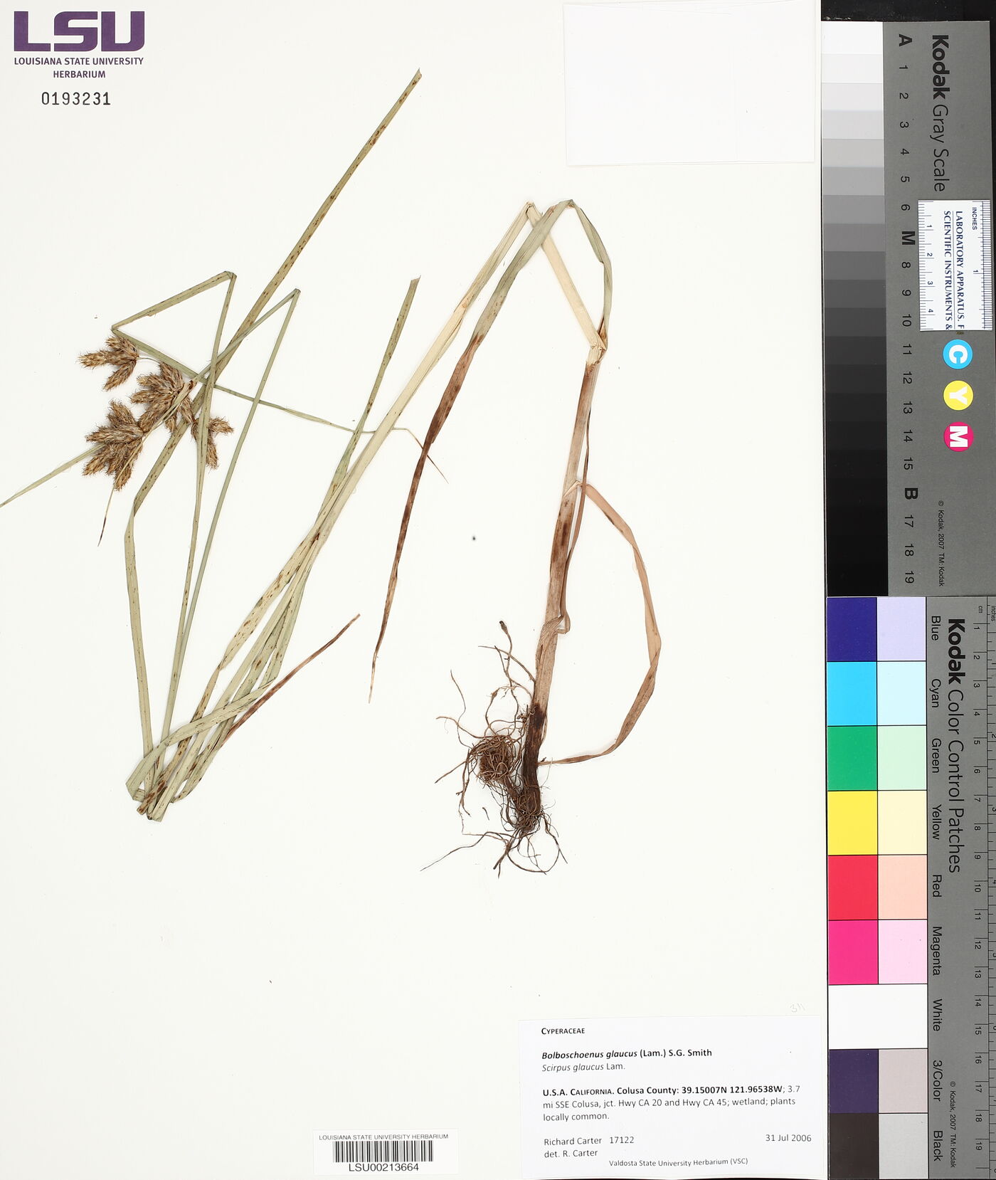 Bolboschoenus glaucus image