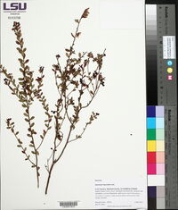 Vaccinium myrsinites image