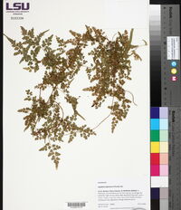 Lygodium japonicum image