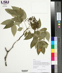 Zanthoxylum clava-herculis image