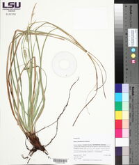 Carex cherokeensis image