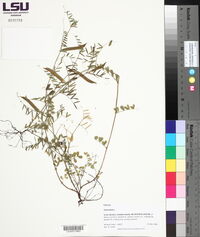 Vicia sativa subsp. sativa image