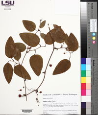 Smilax walteri image