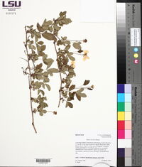 Rubus trivialis image