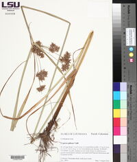 Cyperus pilosus image