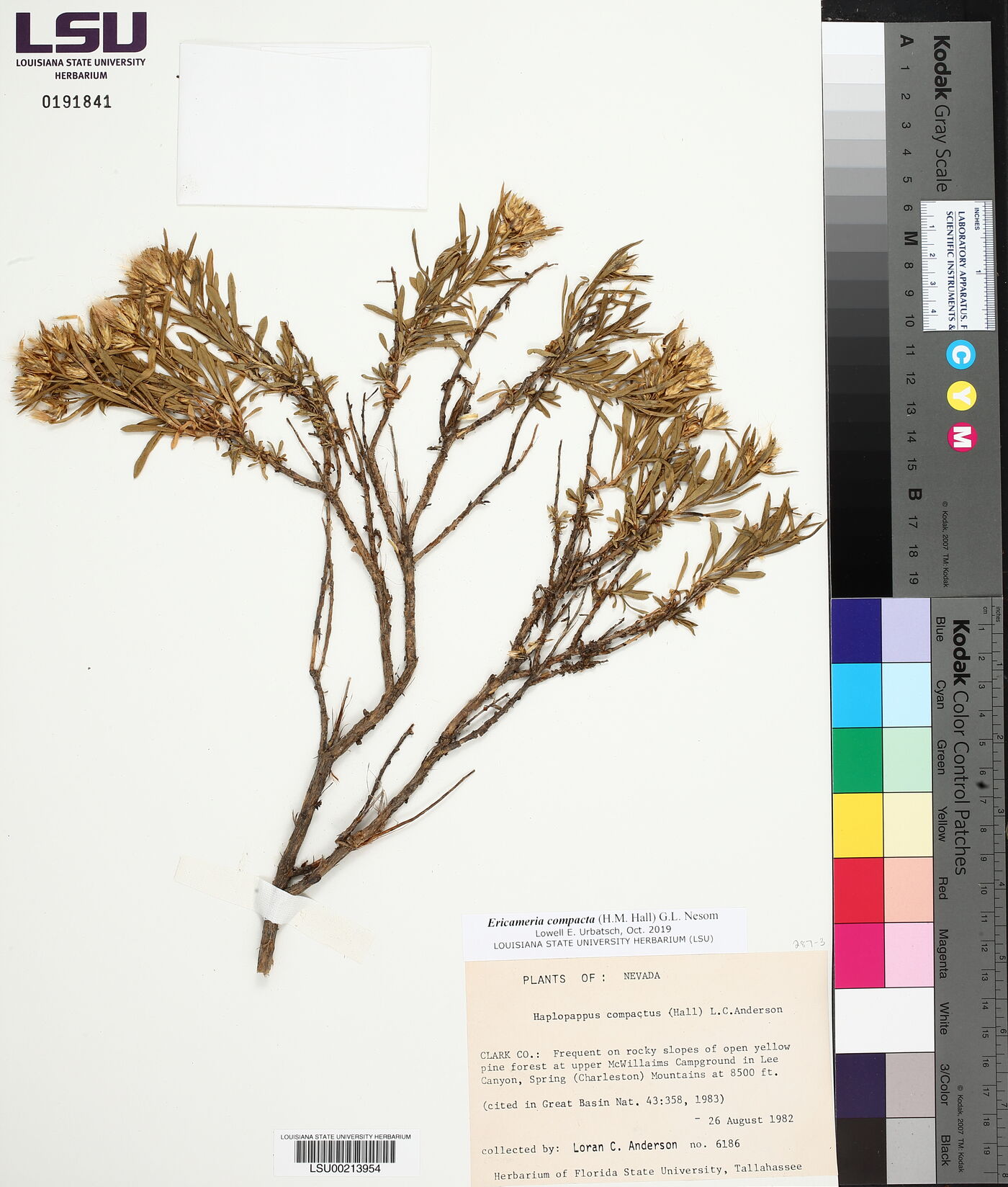 Ericameria compacta image