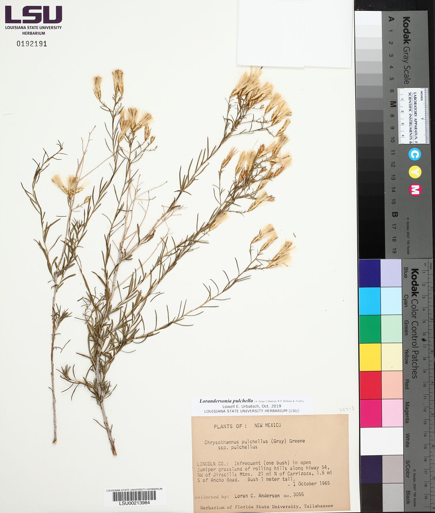 Lorandersonia pulchella image
