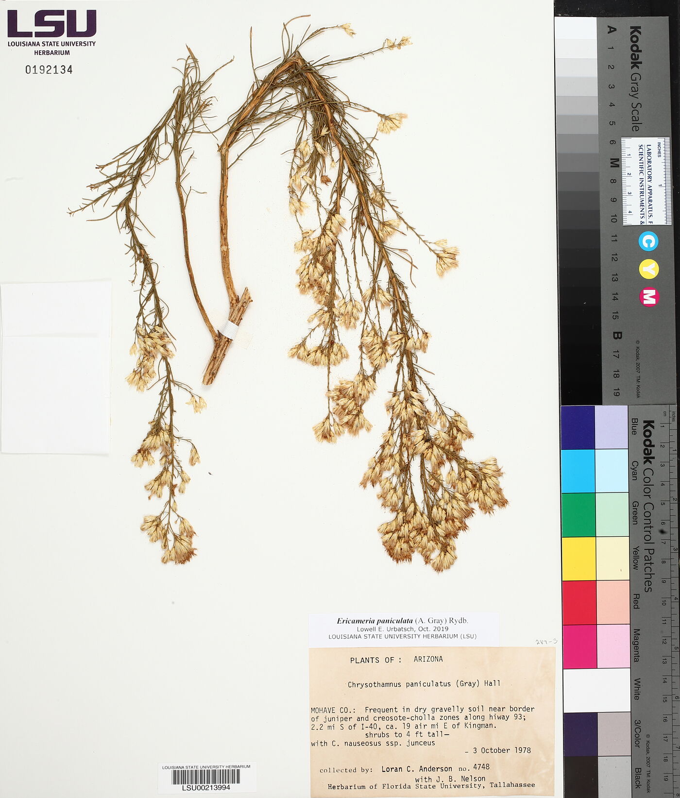 Ericameria paniculata image