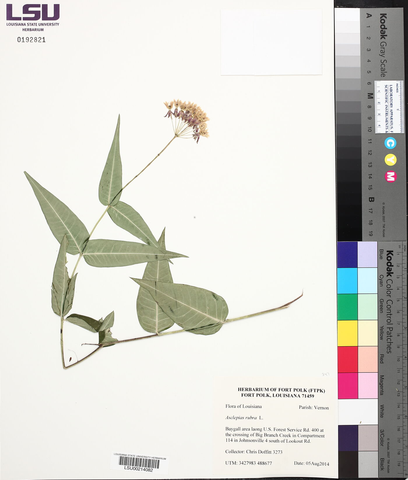 Asclepias rubra image