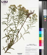 Solidago altissima subsp. altissima image