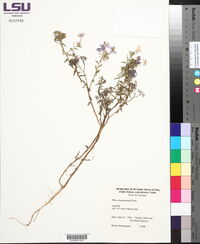 Phlox drummondii image