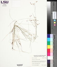 Fimbristylis tomentosa image