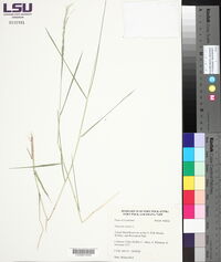 Panicum repens image