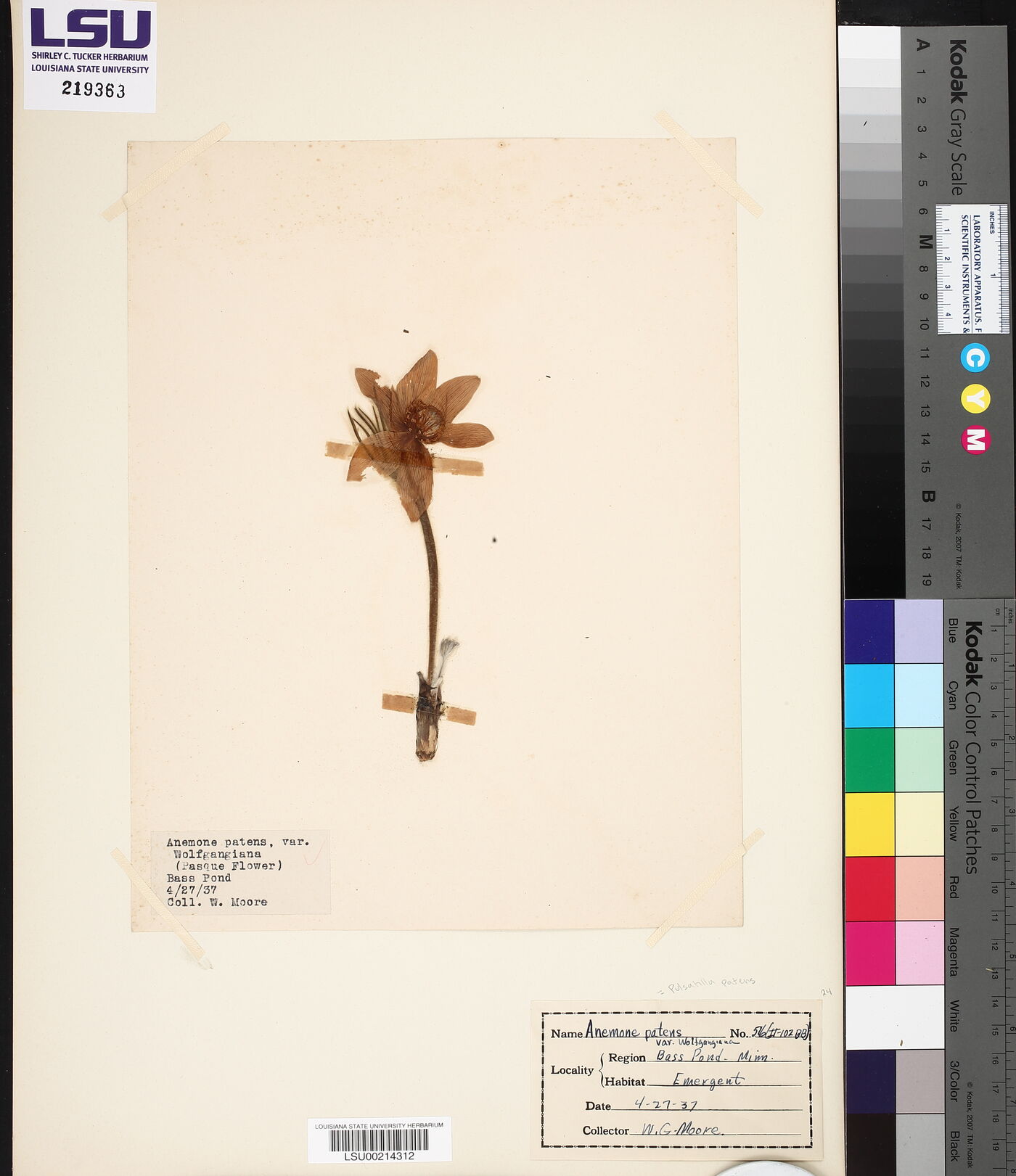 Pulsatilla patens subsp. multifida image