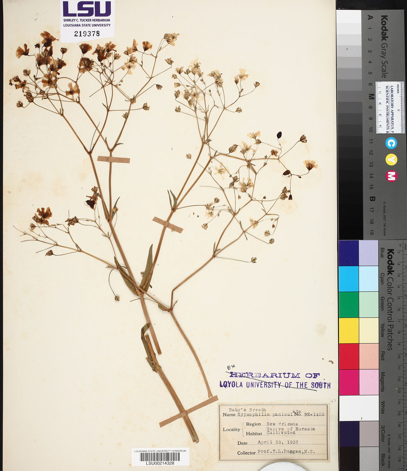 Gypsophila paniculata image