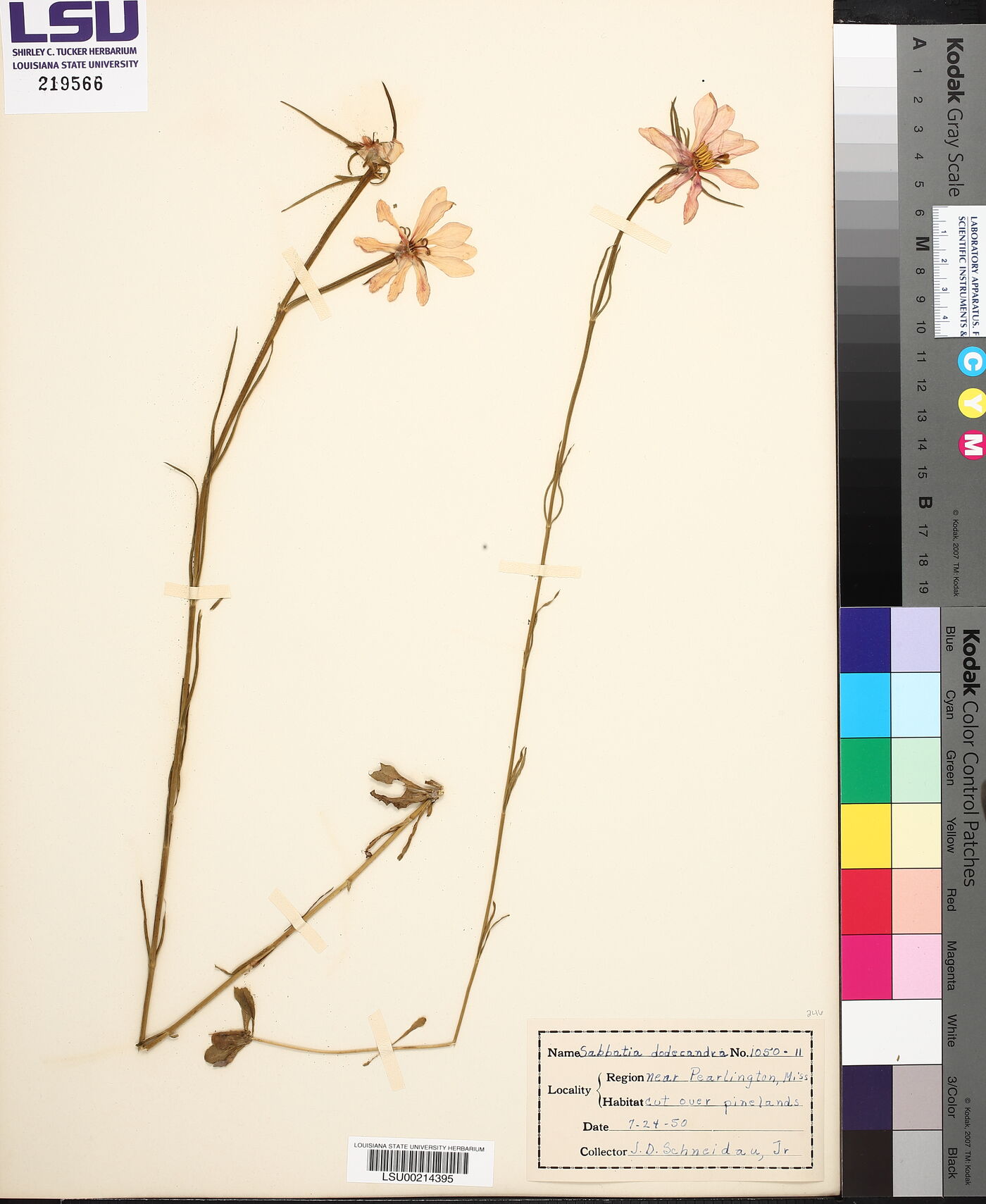 Sabbatia dodecandra image