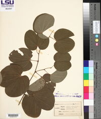 Bauhinia grandiflora image