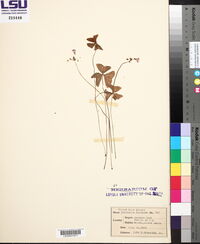 Oxalis violacea image