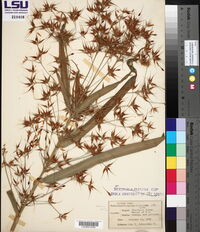 Rhynchospora corniculata image