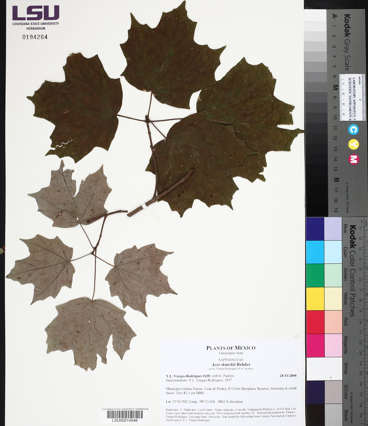 Acer skutchii image