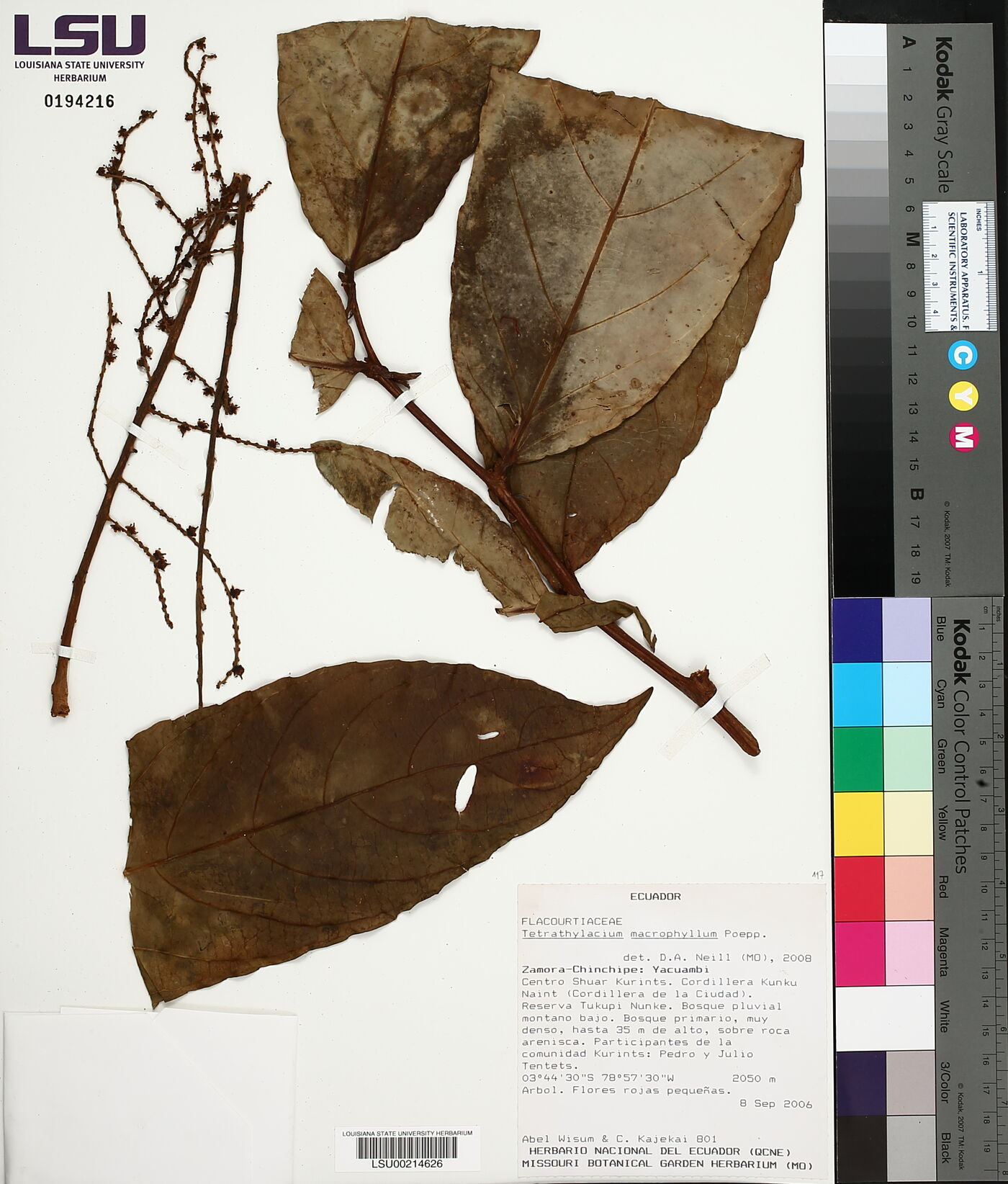 Tetrathylacium macrophyllum image