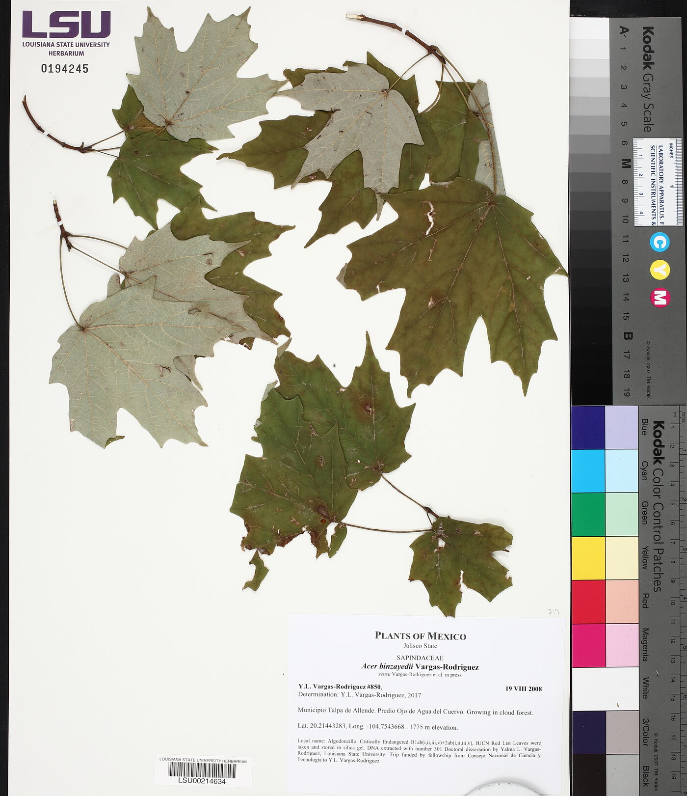 Acer binzayedii image