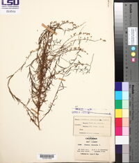 Artemisia dracunculus image