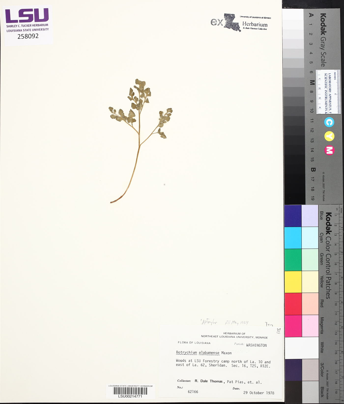 Botrychium alabamense image