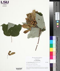 Acer saccharum subsp. skutchii image