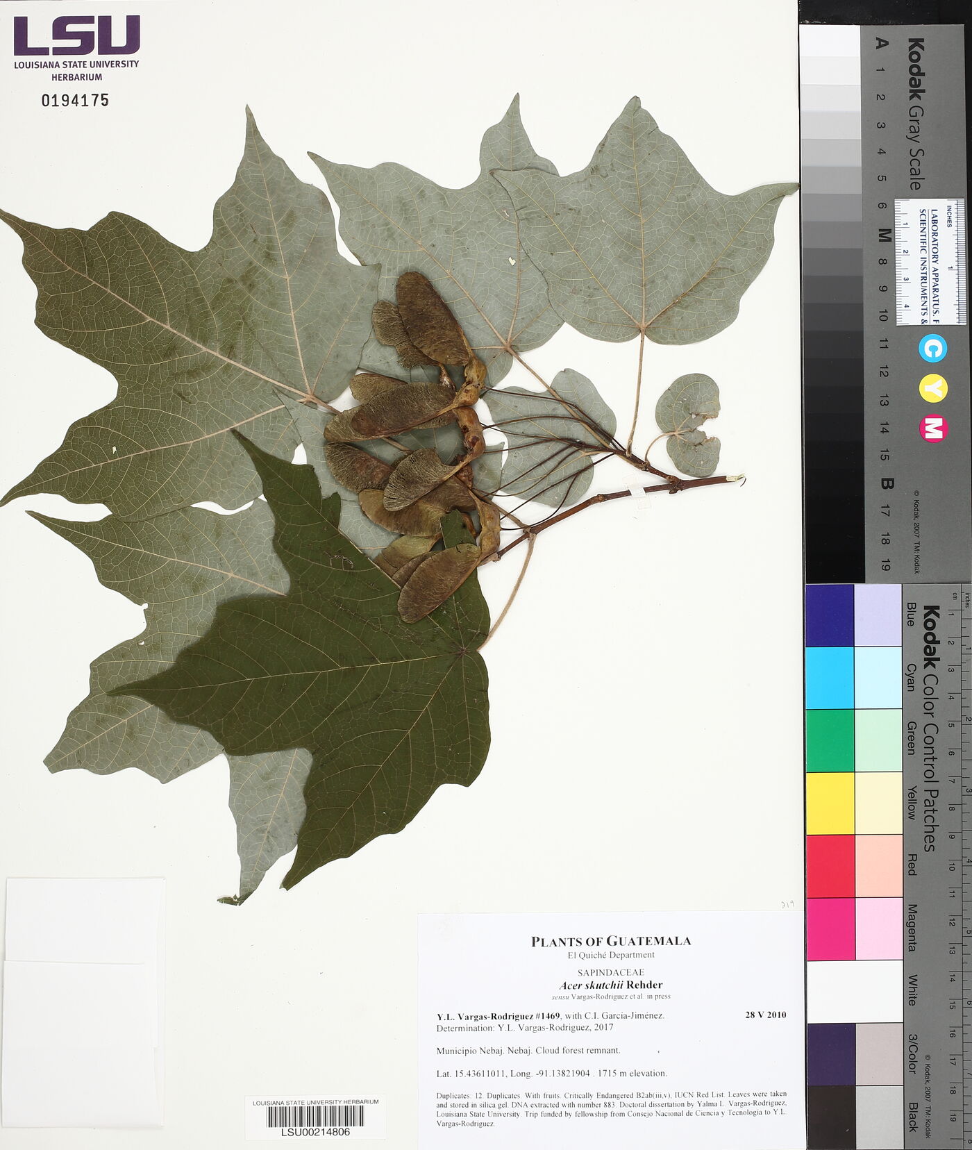 Acer saccharum subsp. skutchii image