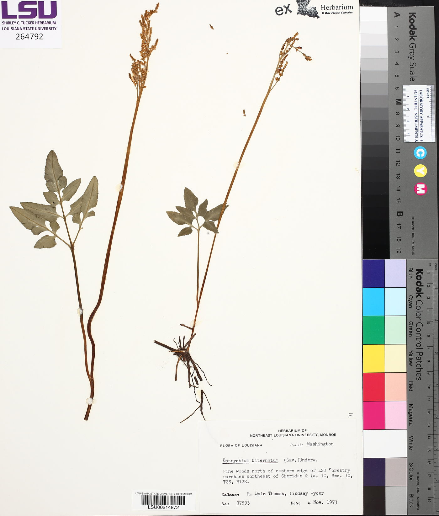Sceptridium biternatum image