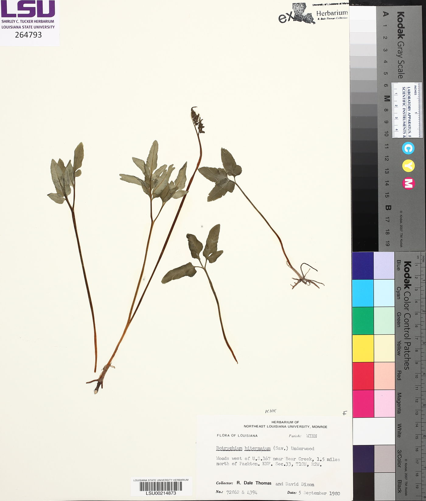 Sceptridium biternatum image