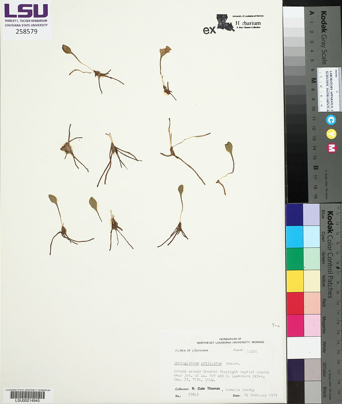 Ophioglossum nudicaule image