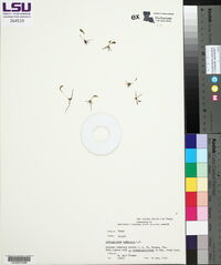 Ophioglossum nudicaule image