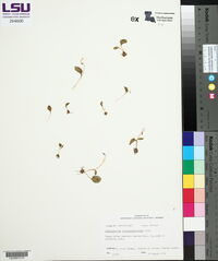 Ophioglossum crotalophoroides image